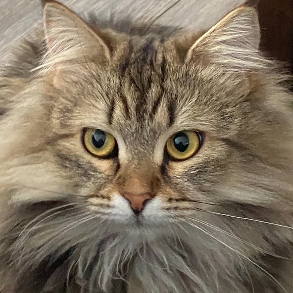 Meet the Posher - Picture 4 of 6